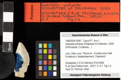 Foto (Objekt + Etiketten) von Gabriella anfracta (Schweitzer & Feldmann, 2009) 